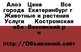 Алоэ › Цена ­ 150 - Все города, Екатеринбург г. Животные и растения » Услуги   . Костромская обл.,Вохомский р-н